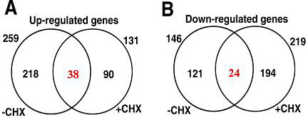 p53 inducible genes